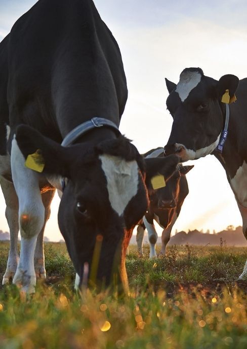 Case - FrieslandCampina_slider